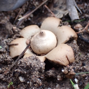 Geastrum sp. at Cowra, NSW - 24 Jun 2024