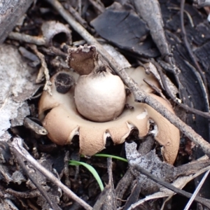 Geastrum sp. (genus) at Cowra, NSW - 24 Jun 2024 02:14 PM