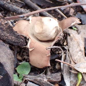 Geastrum sp. (genus) at Cowra, NSW - 24 Jun 2024 02:14 PM