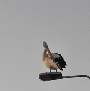 Pelecanus conspicillatus at Shoalhaven Heads, NSW - 31 Aug 2024 05:42 PM