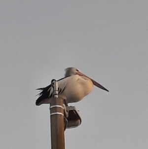 Pelecanus conspicillatus at Shoalhaven Heads, NSW - 31 Aug 2024 05:42 PM