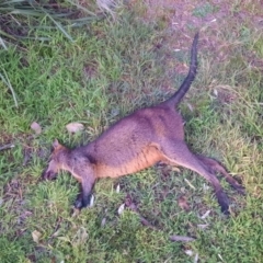 Wallabia bicolor (Swamp Wallaby) at Shoalhaven Heads, NSW - 31 Aug 2024 by MB