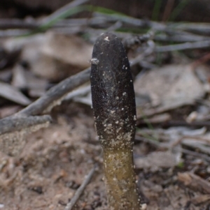 Drechmeria gunnii at Cowra, NSW - 24 Jun 2024