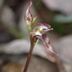 Acianthus collinus at Cowra, NSW - 24 Jun 2024