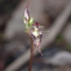 Acianthus collinus at Cowra, NSW - suppressed