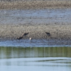 Calidris acuminata (Sharp-tailed Sandpiper) at Fyshwick, ACT - 3 Sep 2024 by rawshorty