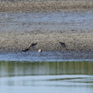 Calidris acuminata at Fyshwick, ACT - 3 Sep 2024