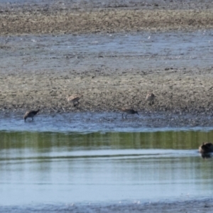 Calidris acuminata at Fyshwick, ACT - 3 Sep 2024