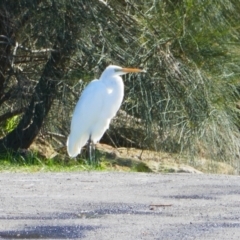 Ardea alba (Great Egret) at Shoalhaven Heads, NSW - 31 Aug 2024 by MB