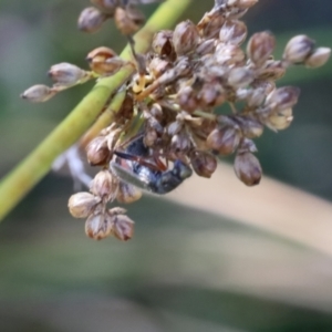 Cleridae sp. (family) at Lyons, ACT - 3 Sep 2024