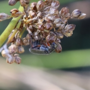 Cleridae sp. (family) at Lyons, ACT - 3 Sep 2024