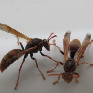 Polistes (Polistella) humilis at Macarthur, ACT - suppressed