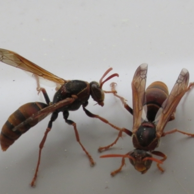 Polistes (Polistella) humilis (Common Paper Wasp) at Macarthur, ACT - 25 Aug 2024 by AnneG1