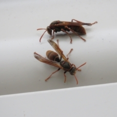 Polistes (Polistella) humilis at Macarthur, ACT - suppressed