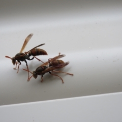 Polistes (Polistella) humilis at Macarthur, ACT - suppressed