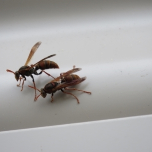 Polistes (Polistella) humilis at Macarthur, ACT - 25 Aug 2024