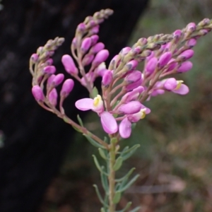 Comesperma ericinum at Tianjara, NSW - 21 Aug 2024 03:01 PM