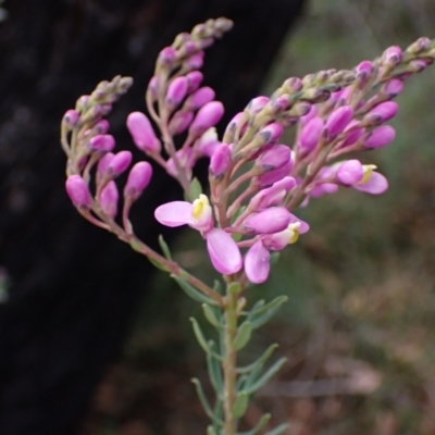 Comesperma ericinum (Heath Milkwort) at Tianjara, NSW - 21 Aug 2024 by AnneG1