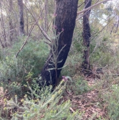 Comesperma ericinum at Tianjara, NSW - 21 Aug 2024