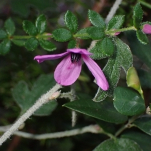 Tetratheca thymifolia at Tianjara, NSW - 21 Aug 2024