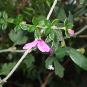 Tetratheca thymifolia at Tianjara, NSW - 21 Aug 2024