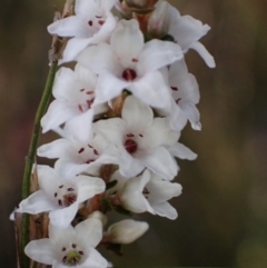 Epacris microphylla (Coral Heath) at Tianjara, NSW - 21 Aug 2024 by AnneG1