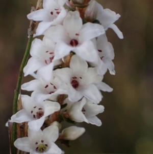 Epacris microphylla at Tianjara, NSW - 21 Aug 2024