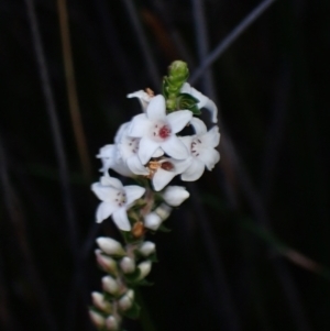 Epacris microphylla at Tianjara, NSW - 21 Aug 2024