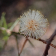 Acacia ulicifolia (Prickly Moses) at Tianjara, NSW - 21 Aug 2024 by AnneG1