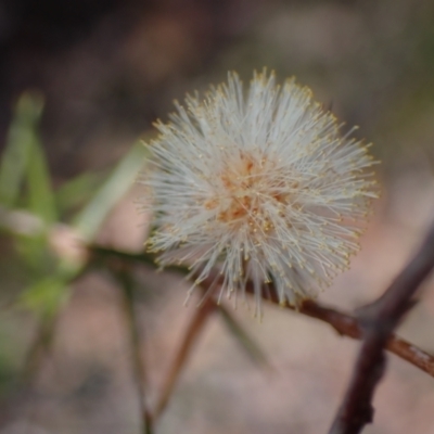 Acacia ulicifolia at Tianjara, NSW - 21 Aug 2024 by AnneG1