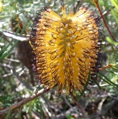 Banksia spinulosa (Hairpin Banksia) at Tianjara, NSW - 21 Aug 2024 by AnneG1