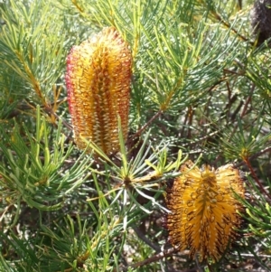 Banksia spinulosa at Tianjara, NSW - 21 Aug 2024