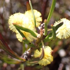 Acacia elongata (Swamp Wattle) at Tianjara, NSW - 21 Aug 2024 by AnneG1