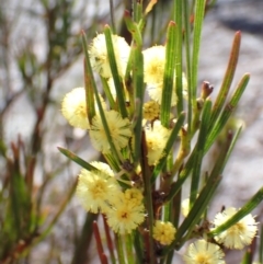 Acacia elongata at Tianjara, NSW - 21 Aug 2024 11:37 AM