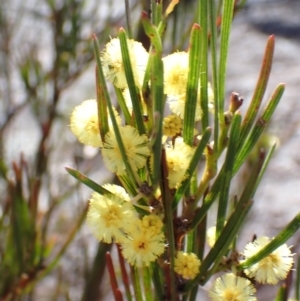 Acacia elongata at Tianjara, NSW - 21 Aug 2024