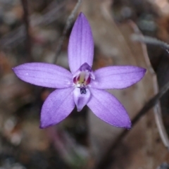 Cyanicula caerulea at Tianjara, NSW - 21 Aug 2024 by AnneG1