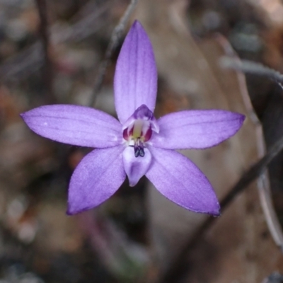 Cyanicula caerulea at Tianjara, NSW - 21 Aug 2024 by AnneG1