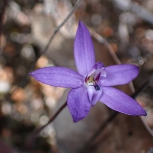 Glossodia minor at Tianjara, NSW - suppressed