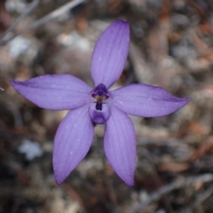 Glossodia minor at Tianjara, NSW - suppressed