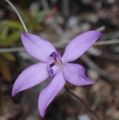 Glossodia minor at Tianjara, NSW - suppressed