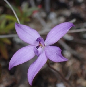 Glossodia minor at Tianjara, NSW - suppressed