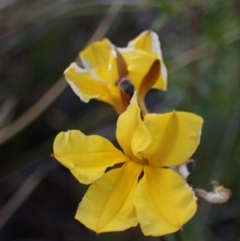 Goodenia paniculata (Branched Goodenia) at Tianjara, NSW - 21 Aug 2024 by AnneG1