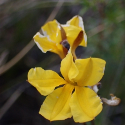 Goodenia paniculata at Tianjara, NSW - 21 Aug 2024 by AnneG1