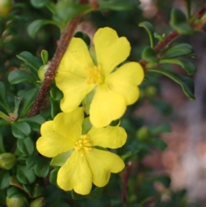 Hibbertia monogyna at Tianjara, NSW - 21 Aug 2024 12:02 PM