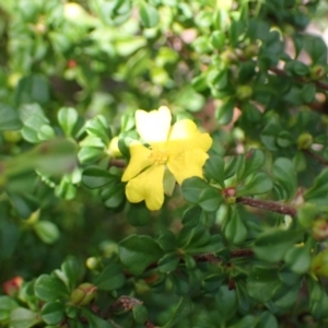 Hibbertia monogyna at Tianjara, NSW - 21 Aug 2024