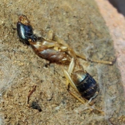 Camponotus consobrinus (Banded sugar ant) at Rangeville, QLD - 3 Sep 2024 by LyndalT