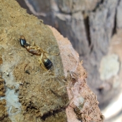 Camponotus consobrinus at Rangeville, QLD - 3 Sep 2024 09:11 AM