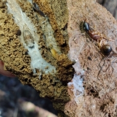 Camponotus consobrinus at Rangeville, QLD - 3 Sep 2024 09:11 AM