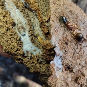 Camponotus consobrinus at Rangeville, QLD - 3 Sep 2024 09:11 AM