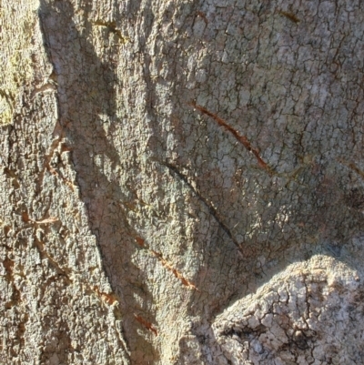 Phascolarctos cinereus at Rangeville, QLD - 2 Sep 2024 by LyndalT